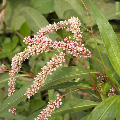 Polygonum multiflorum